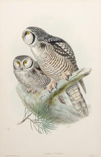 GOULD, John (1804-1881), after [Hawk Owl] Surnia Funerea