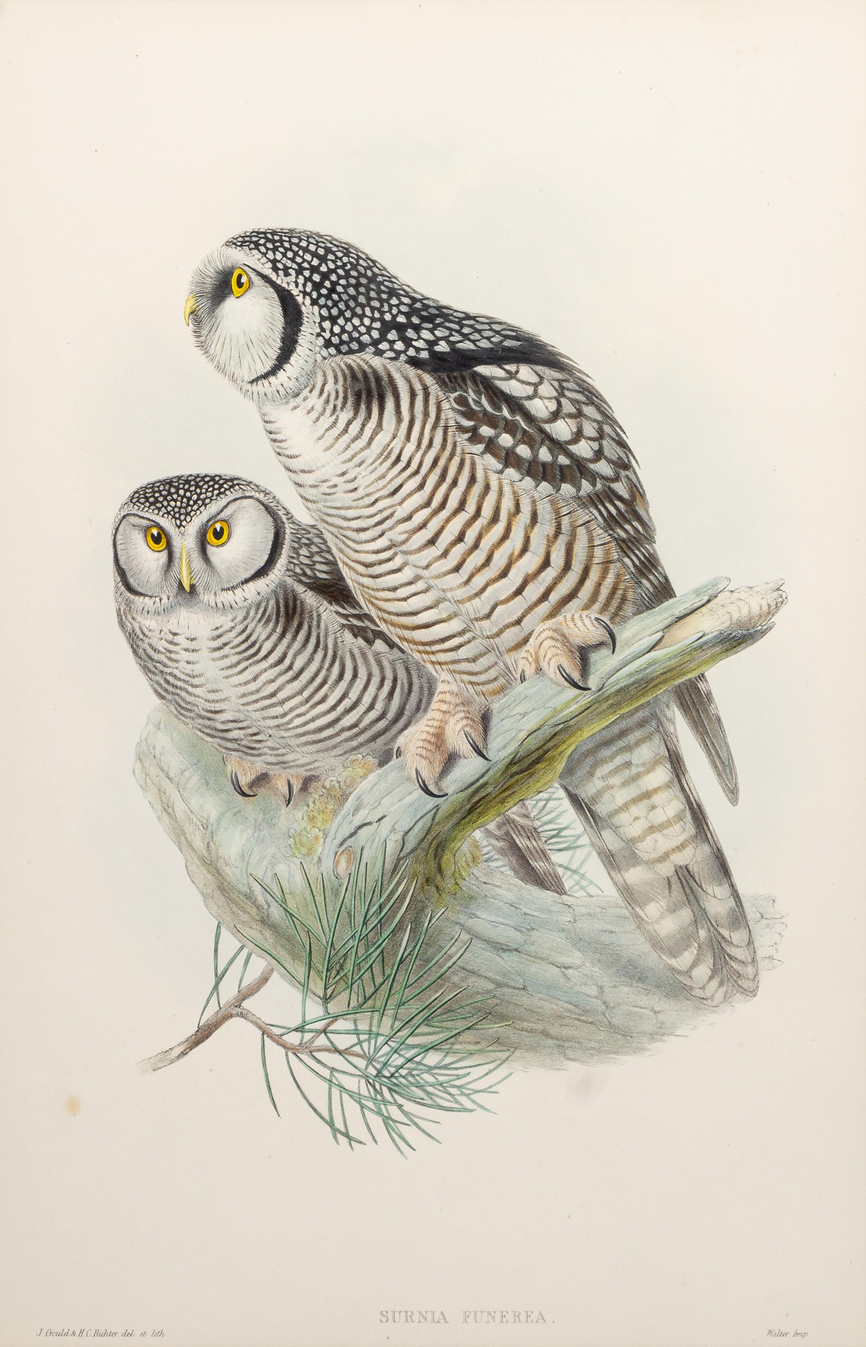 GOULD, John (1804-1881), after [Hawk Owl] Surnia Funerea