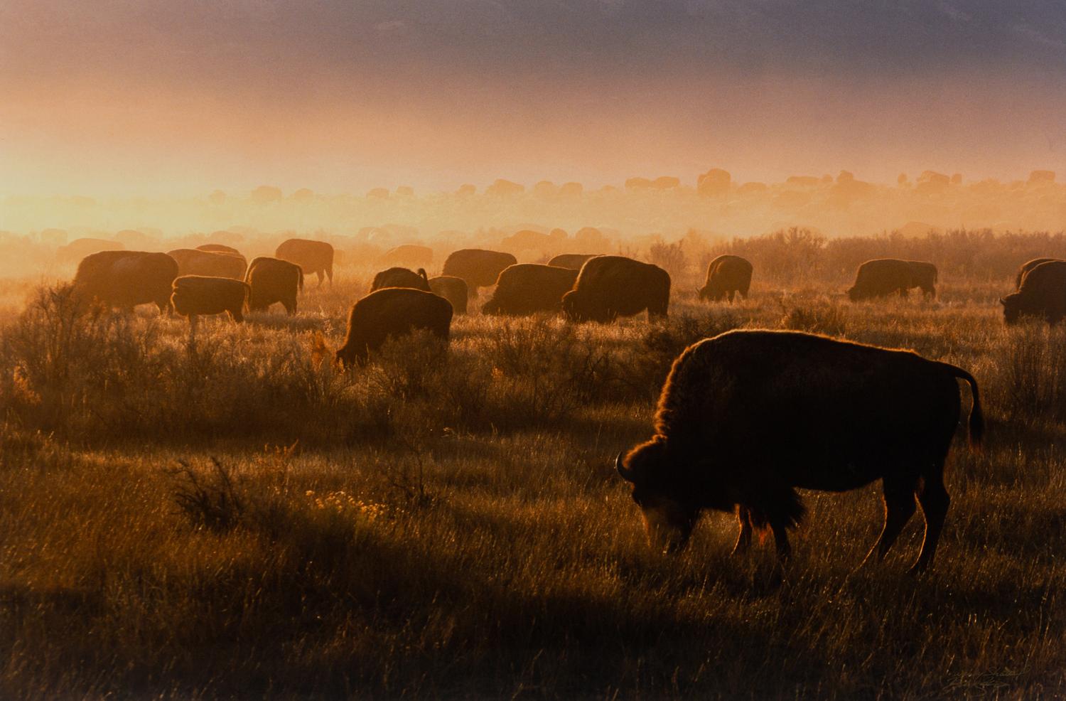 Prairie Vision: Images from a Sea of Grass (2002) Twenty Color Photographs