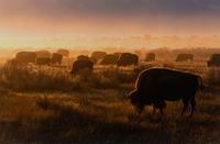 Prairie Vision: Images from a Sea of Grass (2002) Twenty Color Photographs