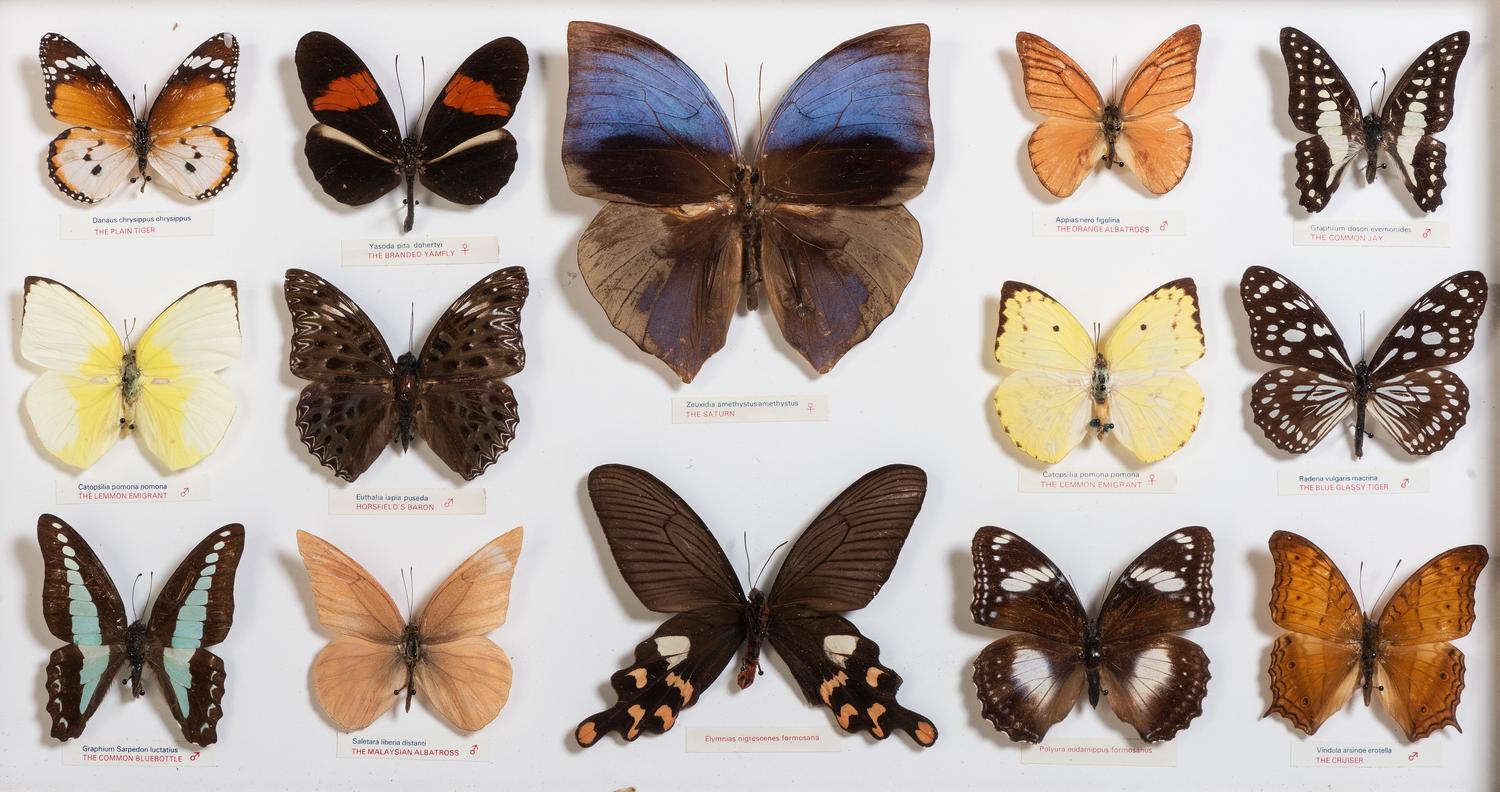 Five Framed Groups of Lepidopterological Specimens