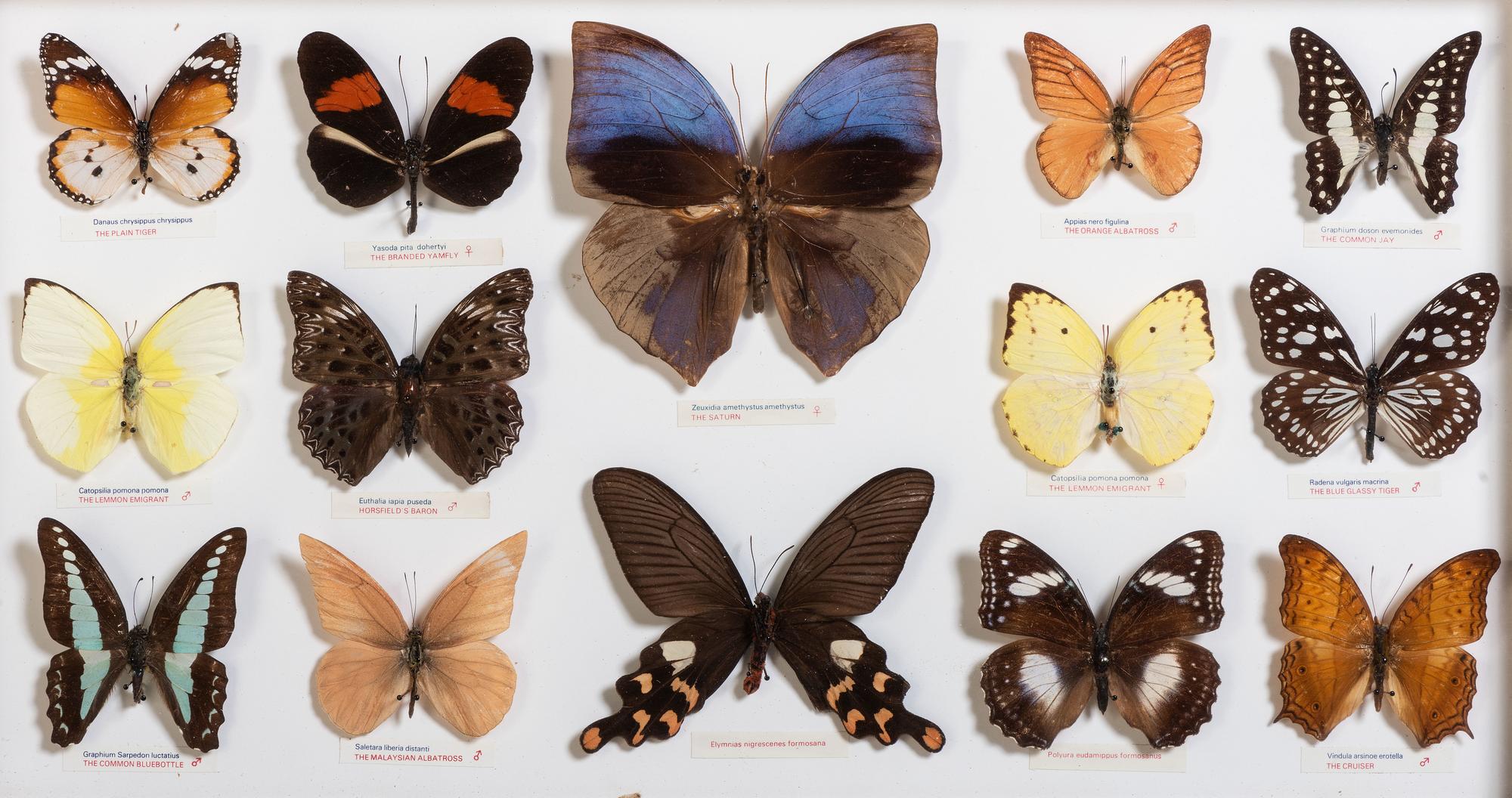 Five Framed Groups of Lepidopterological Specimens