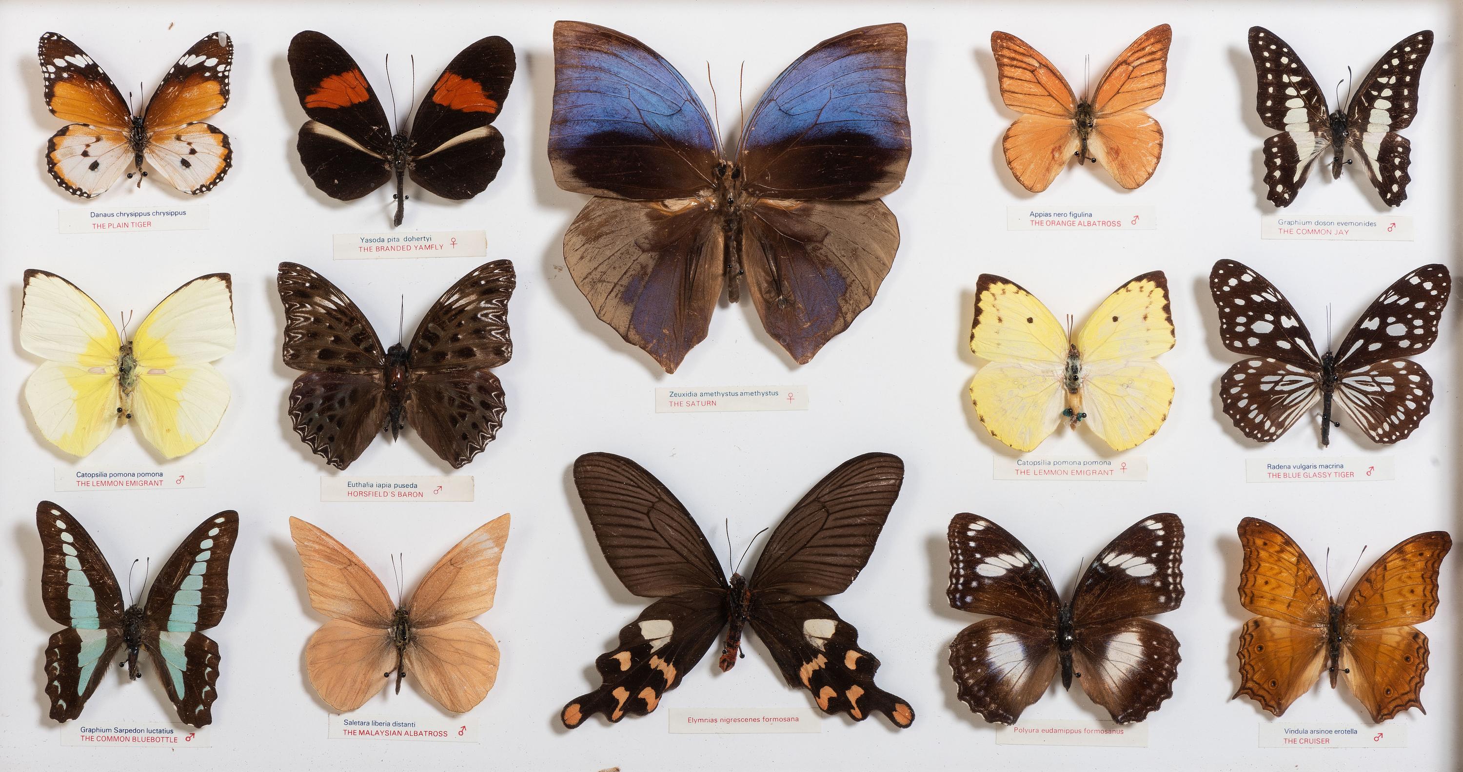 Five Framed Groups of Lepidopterological Specimens