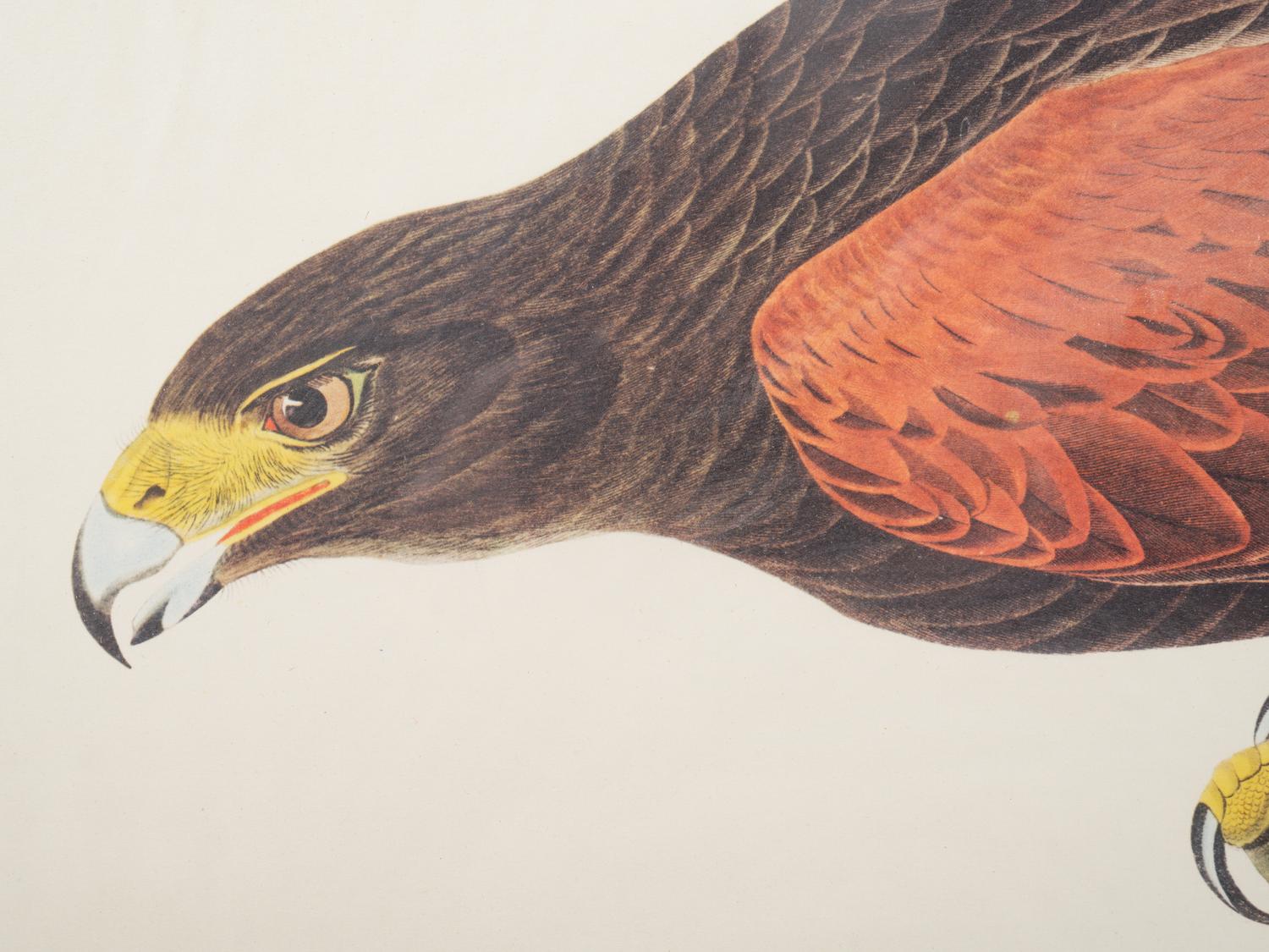 After John James Audubon, 20th Century