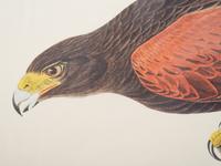 After John James Audubon, 20th Century