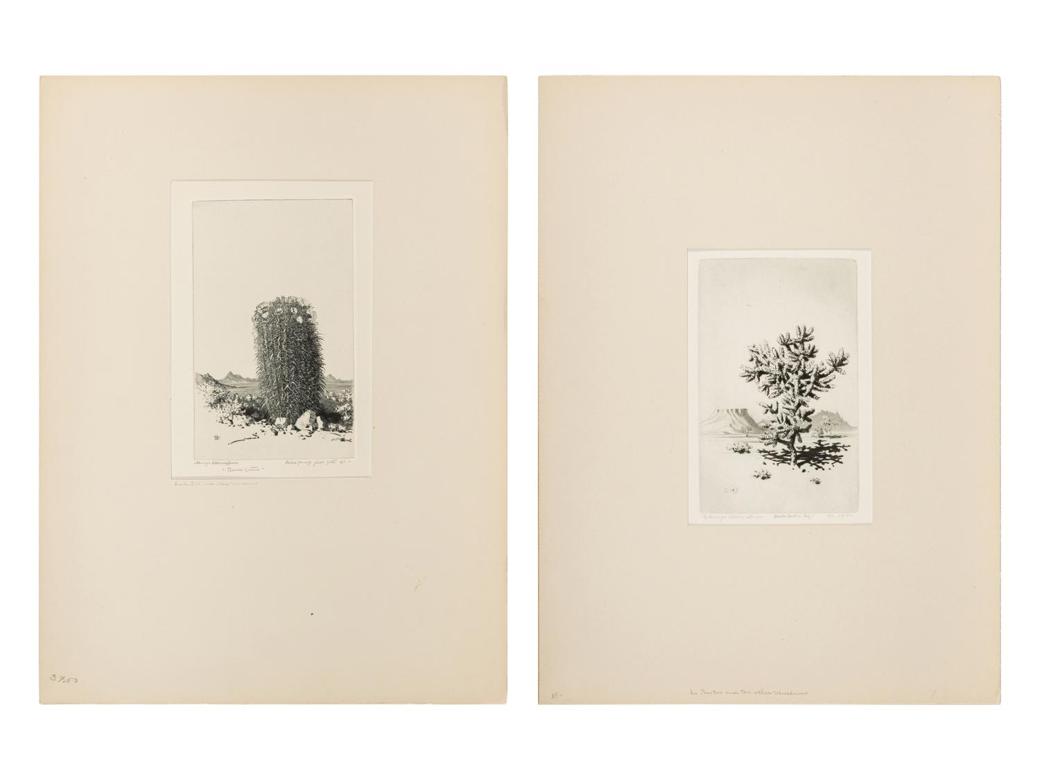 Two Works: Cholla Cactus, Arizona and Barrel Cactus