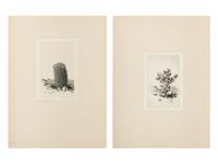 Two Works: Cholla Cactus, Arizona and Barrel Cactus