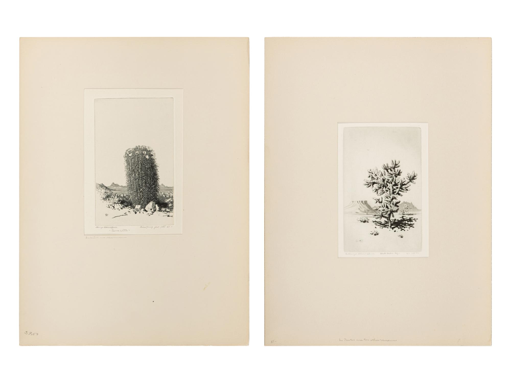 Two Works: Cholla Cactus, Arizona and Barrel Cactus