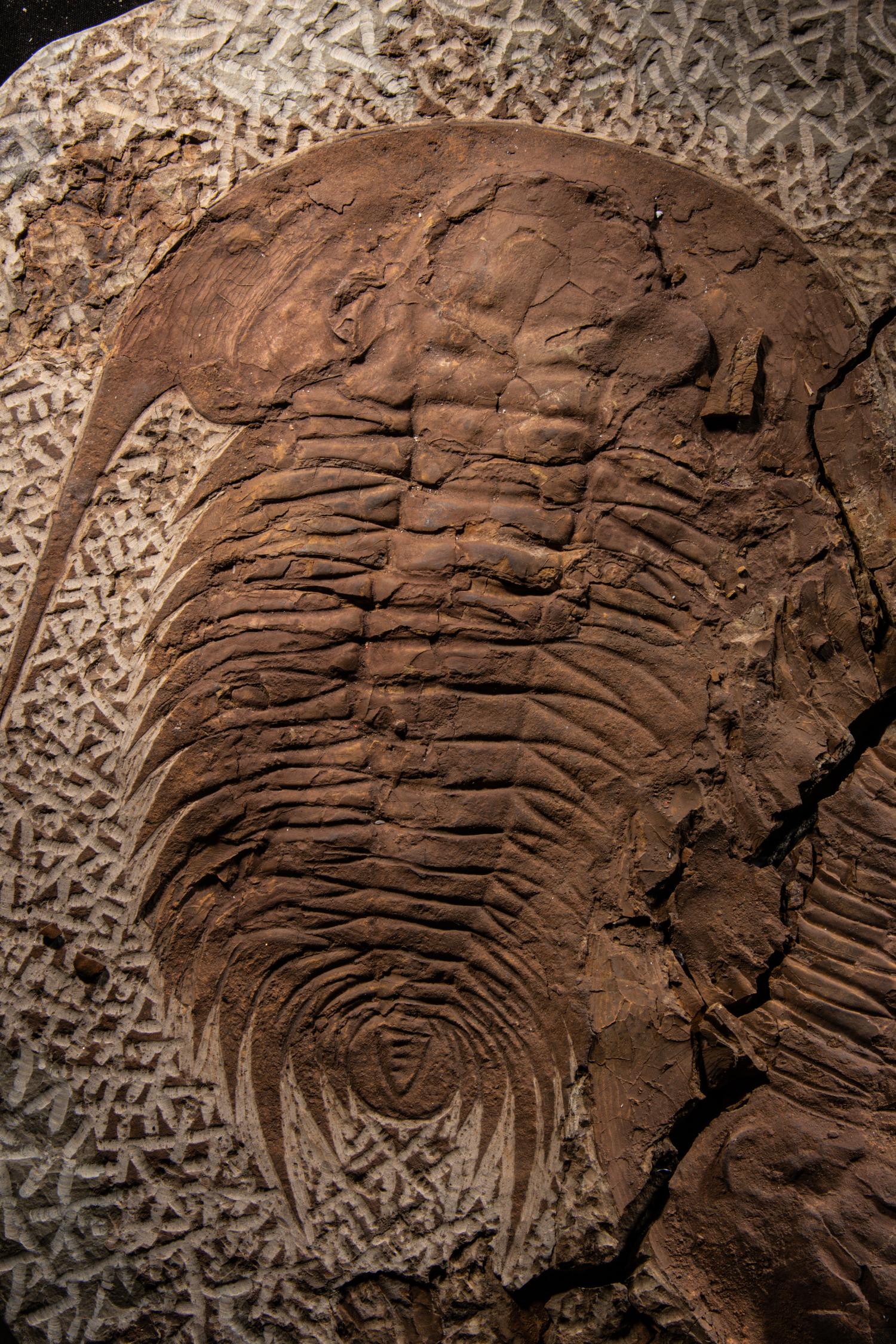 A Fossil Plate with 3 Trilobite (Paradoxides)