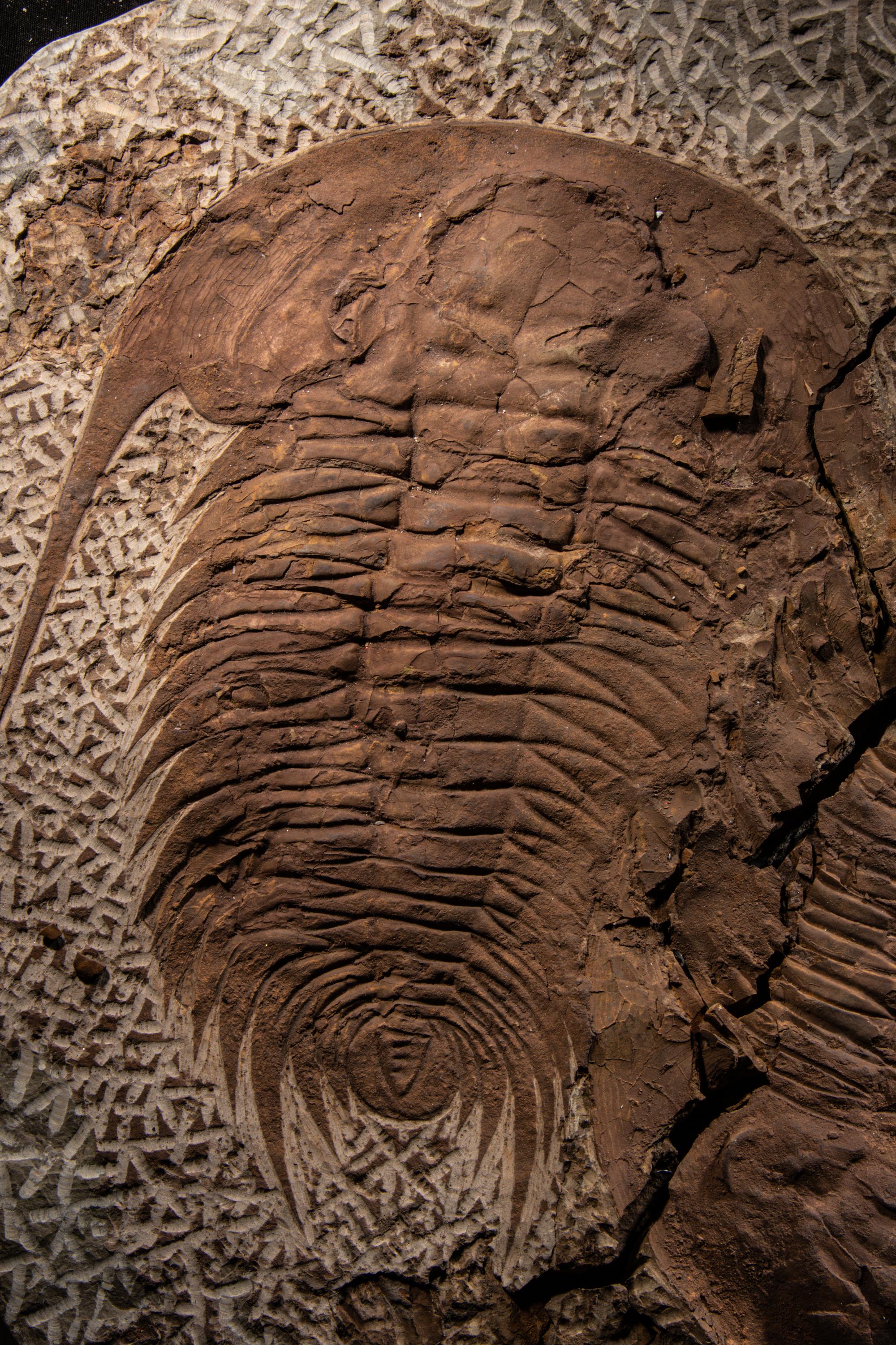 A Fossil Plate with 3 Trilobite (Paradoxides)