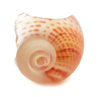 Eric Hopkins, (American, b. 1951), Untitled Shell Form, 1979