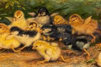Twenty-five Chicks and a Yellow Butterfly