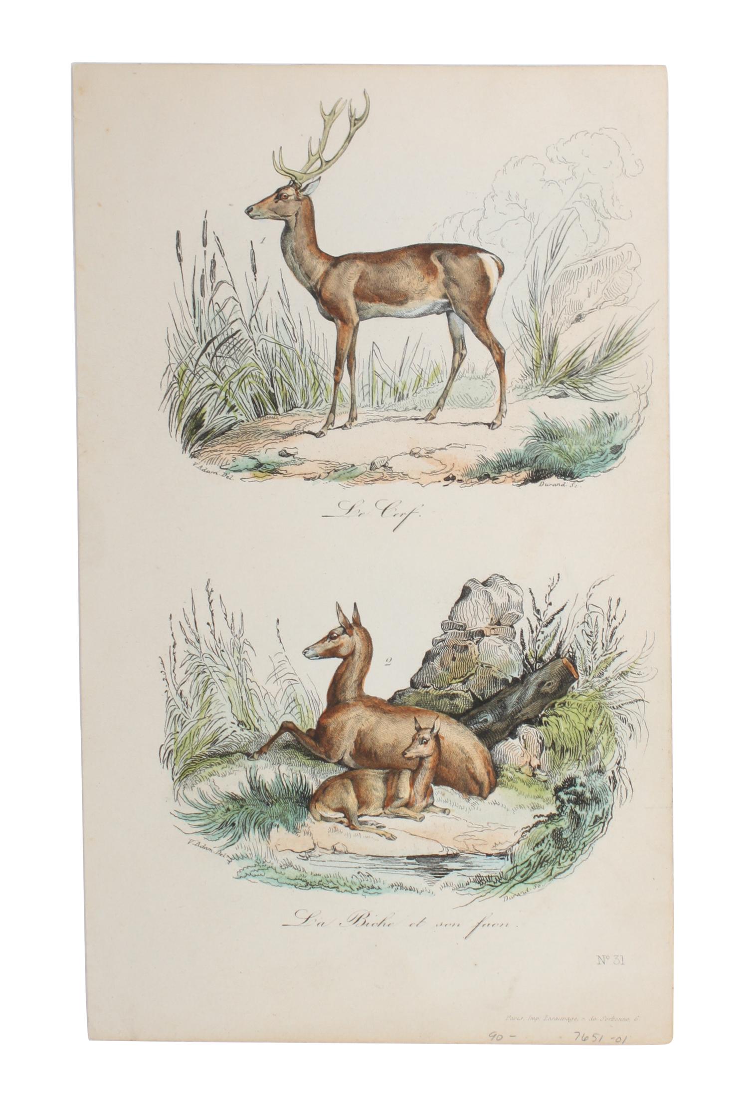Eight Hand Colored Animal Engravings Height 10 1/2 x width 13 1/4 inches (largest) — LATE 19TH/EARLY 20TH CENTURY