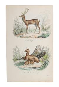 Eight Hand Colored Animal Engravings Height 10 1/2 x width 13 1/4 inches (largest) — LATE 19TH/EARLY 20TH CENTURY
