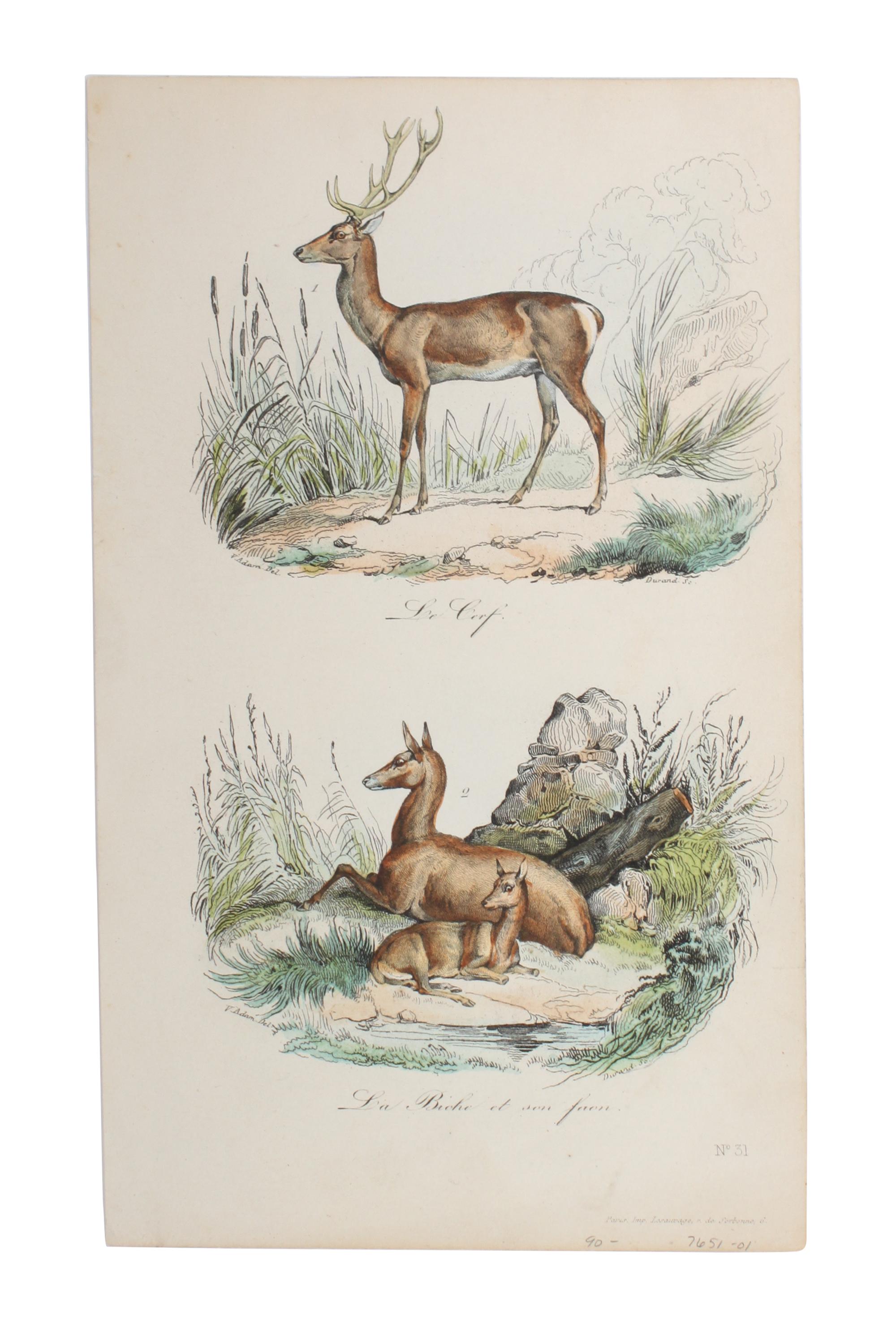 Eight Hand Colored Animal Engravings Height 10 1/2 x width 13 1/4 inches (largest) — LATE 19TH/EARLY 20TH CENTURY