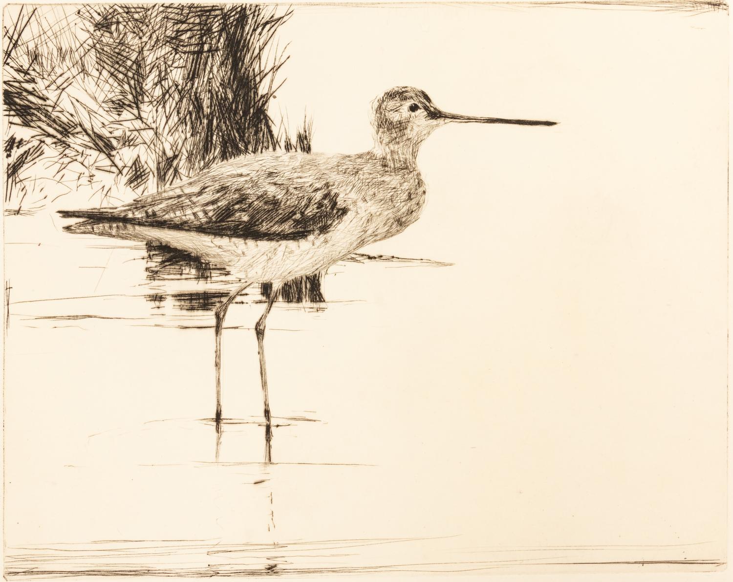 Yellowlegs No. 4