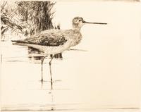 Yellowlegs No. 4