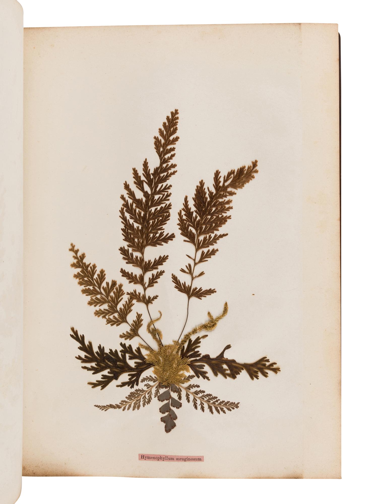 [SPECIMEN ALBUM - FERNS]. CRANWELL, Thomas. "New Zealand Ferns." Auckland, New Zealand, [ca 1875-1890].