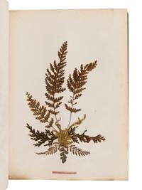 [SPECIMEN ALBUM - FERNS]. CRANWELL, Thomas. "New Zealand Ferns." Auckland, New Zealand, [ca 1875-1890].