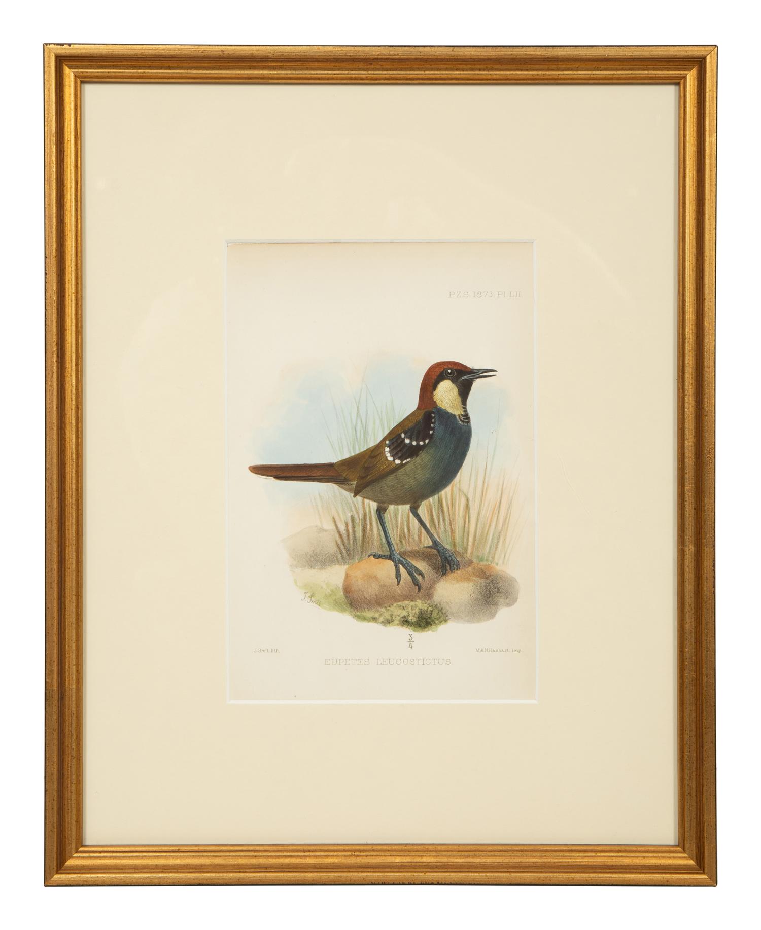 A Group of Nine Ornithological Prints — 19TH/20TH CENTURY
