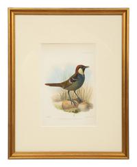 A Group of Nine Ornithological Prints — 19TH/20TH CENTURY