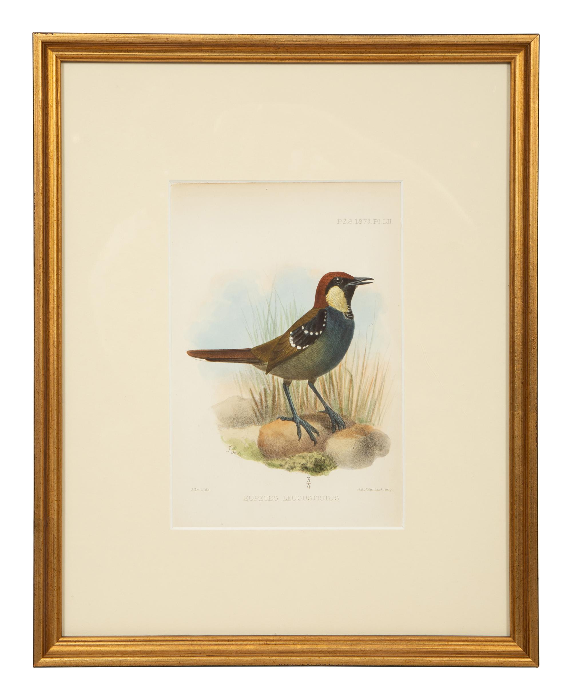 A Group of Nine Ornithological Prints — 19TH/20TH CENTURY