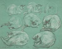 Diotima (Cat Studies) , 1969