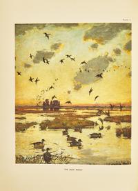 [Natural History] Phillips, John C. A Natural History of the Ducks