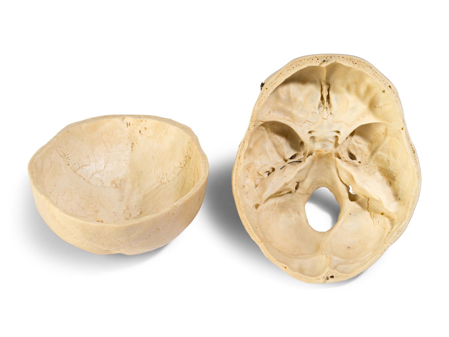 A European Medical Instruction Human Skull