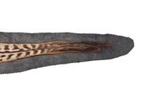 A Taxidermy Zebra Rug