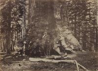 Carleton Eugene Watkins, (American, 1829-1916), North Dome, Royal Arches, Washington Column Half Dome, 4967 ft. Section of Grizzly Gian