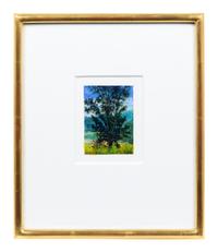 Joan Nelson (American, b. 1958) Untitled (Maple Tree…