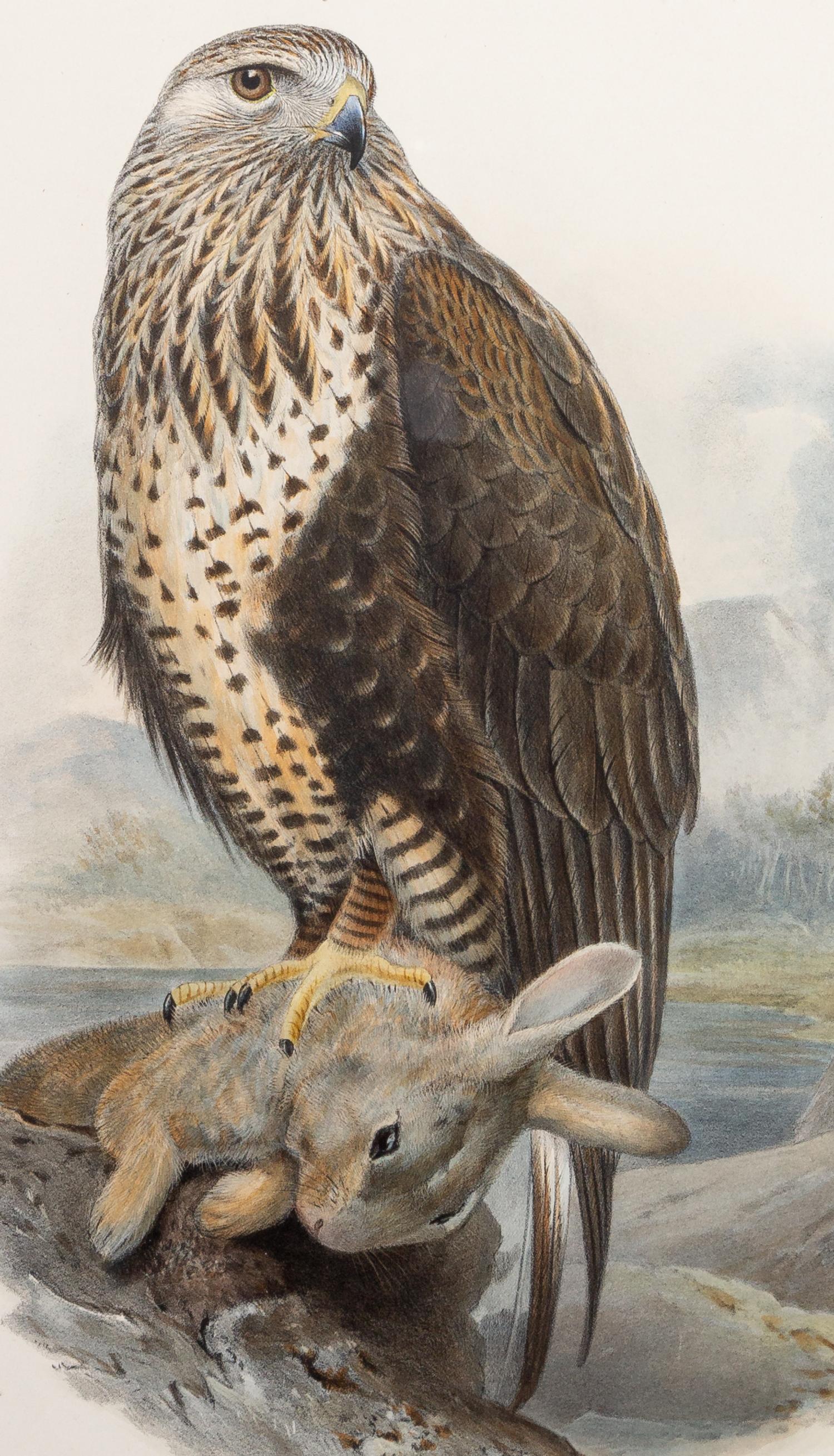 GOULD, John (1804-1881), after [Rough-legged Buzzard] Archibuteo Lagopus