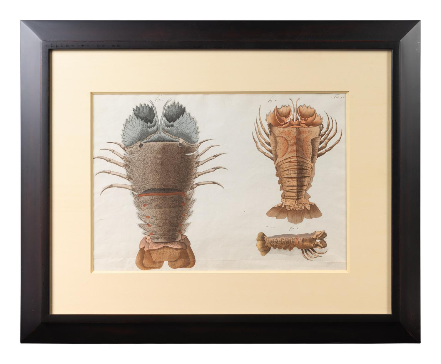 A Set of Three Framed Hand-Colored Lobster Engravings — AFTER F.D. HEIDENRICH, 20TH CENTURY