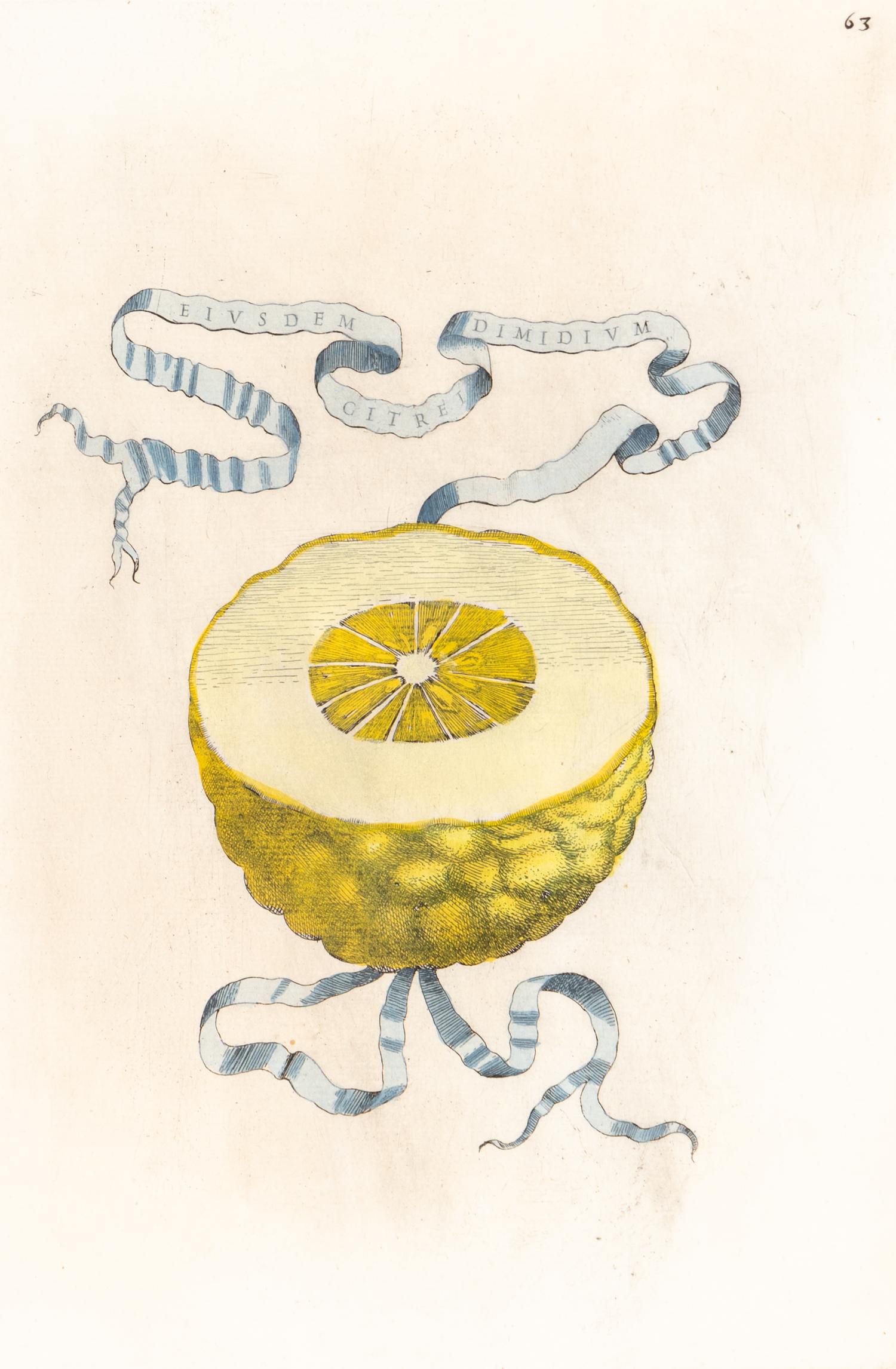 A Set of Eight Giovanni Battista Ferrari Colored Engravings of Fruit From Hesperides