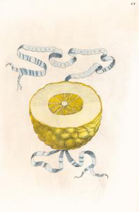 A Set of Eight Giovanni Battista Ferrari Colored Engravings of Fruit From Hesperides