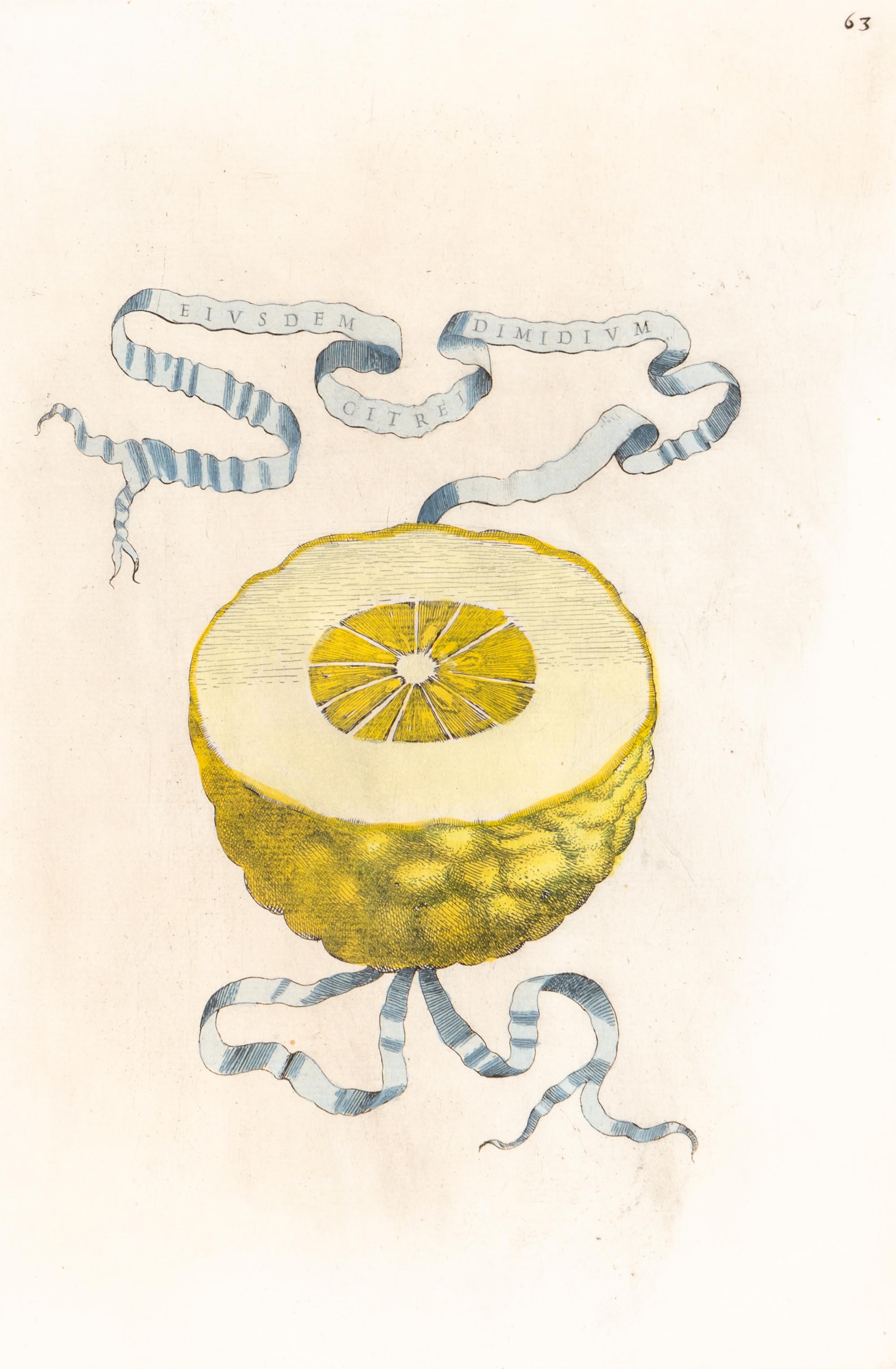 A Set of Eight Giovanni Battista Ferrari Colored Engravings of Fruit From Hesperides