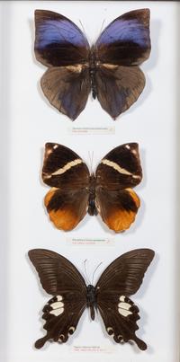 Seven Framed Groups of Lepidopterological Specimens