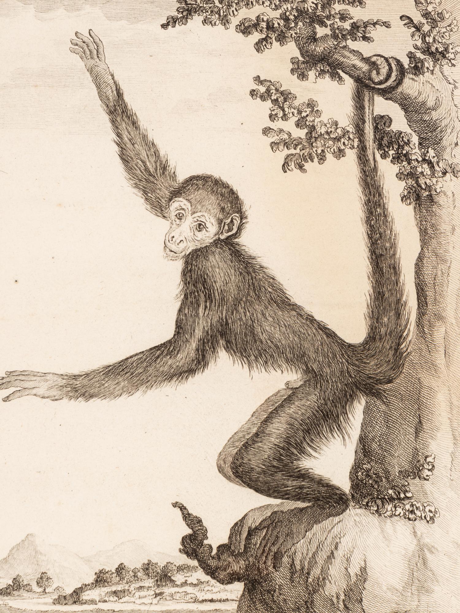 A Collection of Twelve Georges-Louis Leclerc Monkey Engravings from Histoire Naturelle