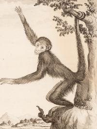 A Collection of Twelve Georges-Louis Leclerc Monkey Engravings from Histoire Naturelle