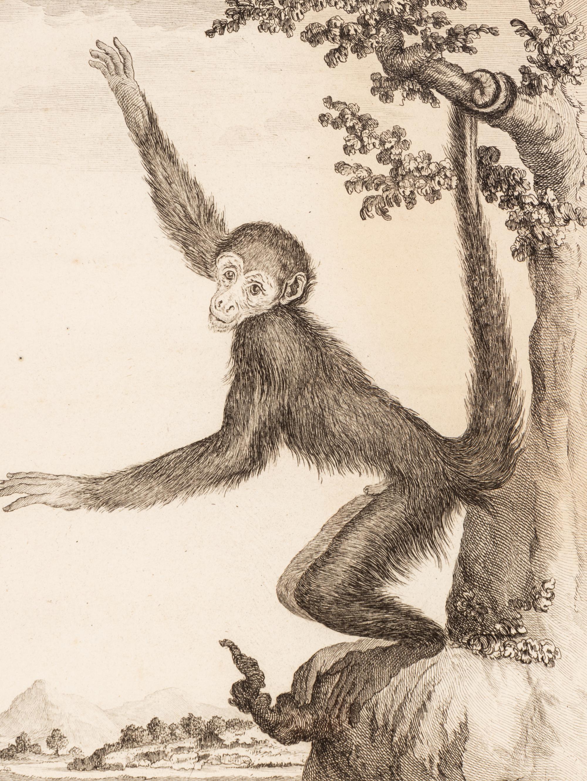 A Collection of Twelve Georges-Louis Leclerc Monkey Engravings from Histoire Naturelle