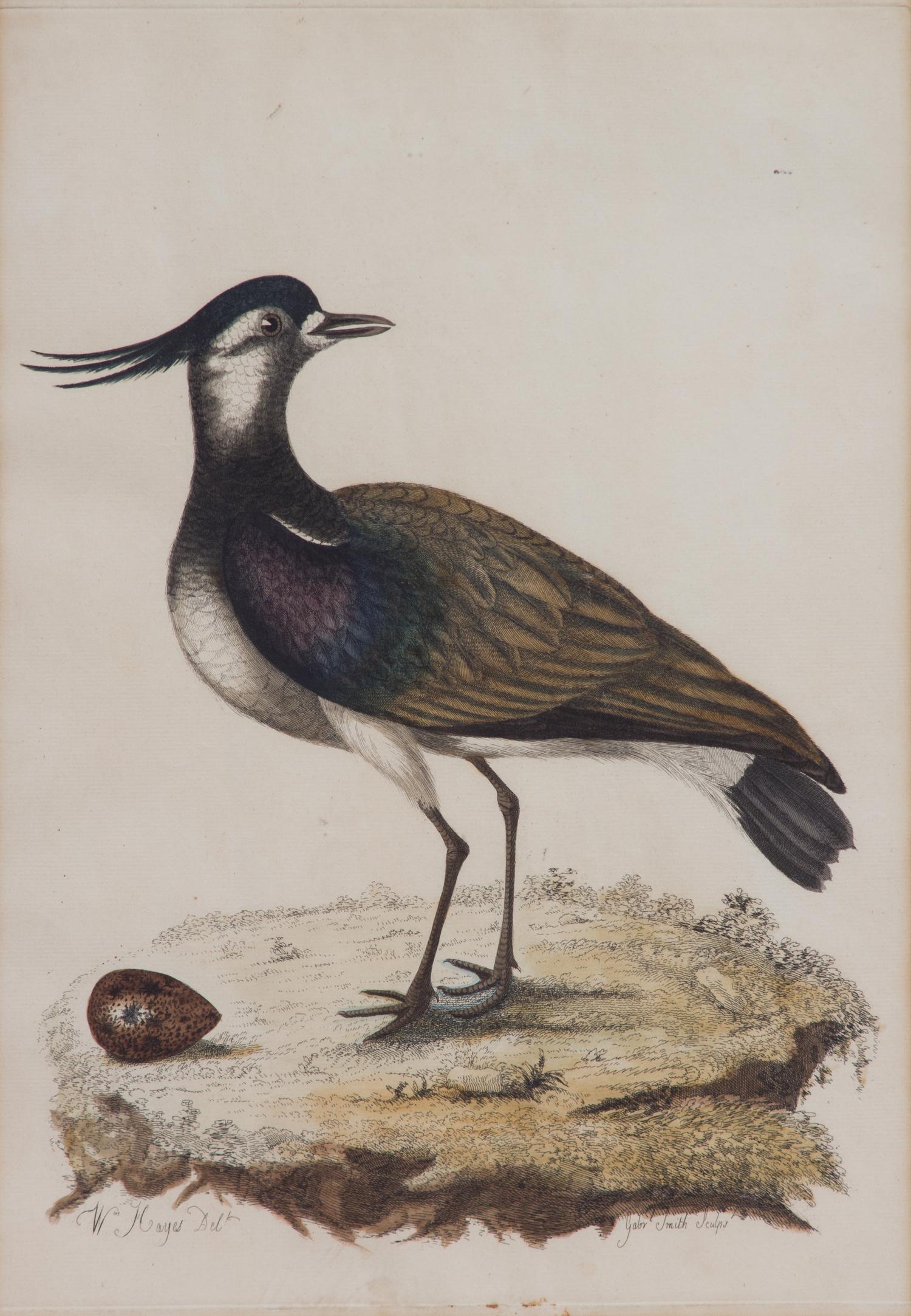 A Pair of Ornithological Prints After William Hayes Framed 26 x 20 1/4 inches. — 19TH CENTURY