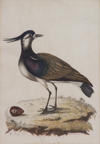 A Pair of Ornithological Prints After William Hayes Framed 26 x 20 1/4 inches. — 19TH CENTURY