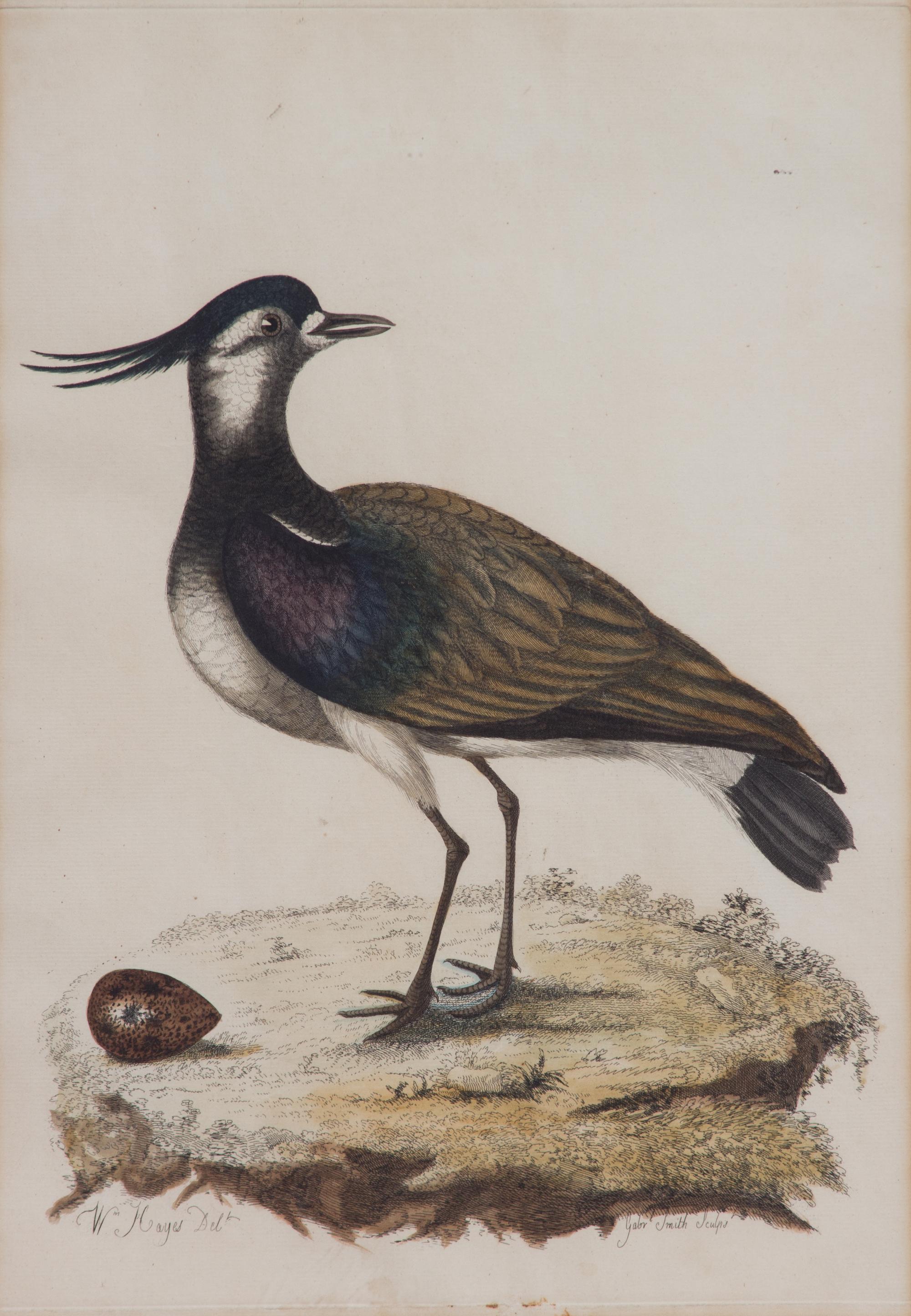 A Pair of Ornithological Prints After William Hayes Framed 26 x 20 1/4 inches. — 19TH CENTURY