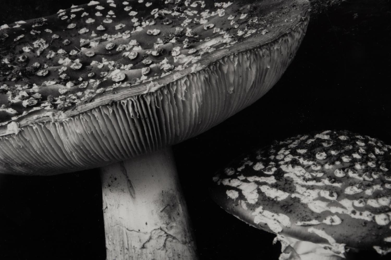 Toadstool