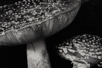 Toadstool