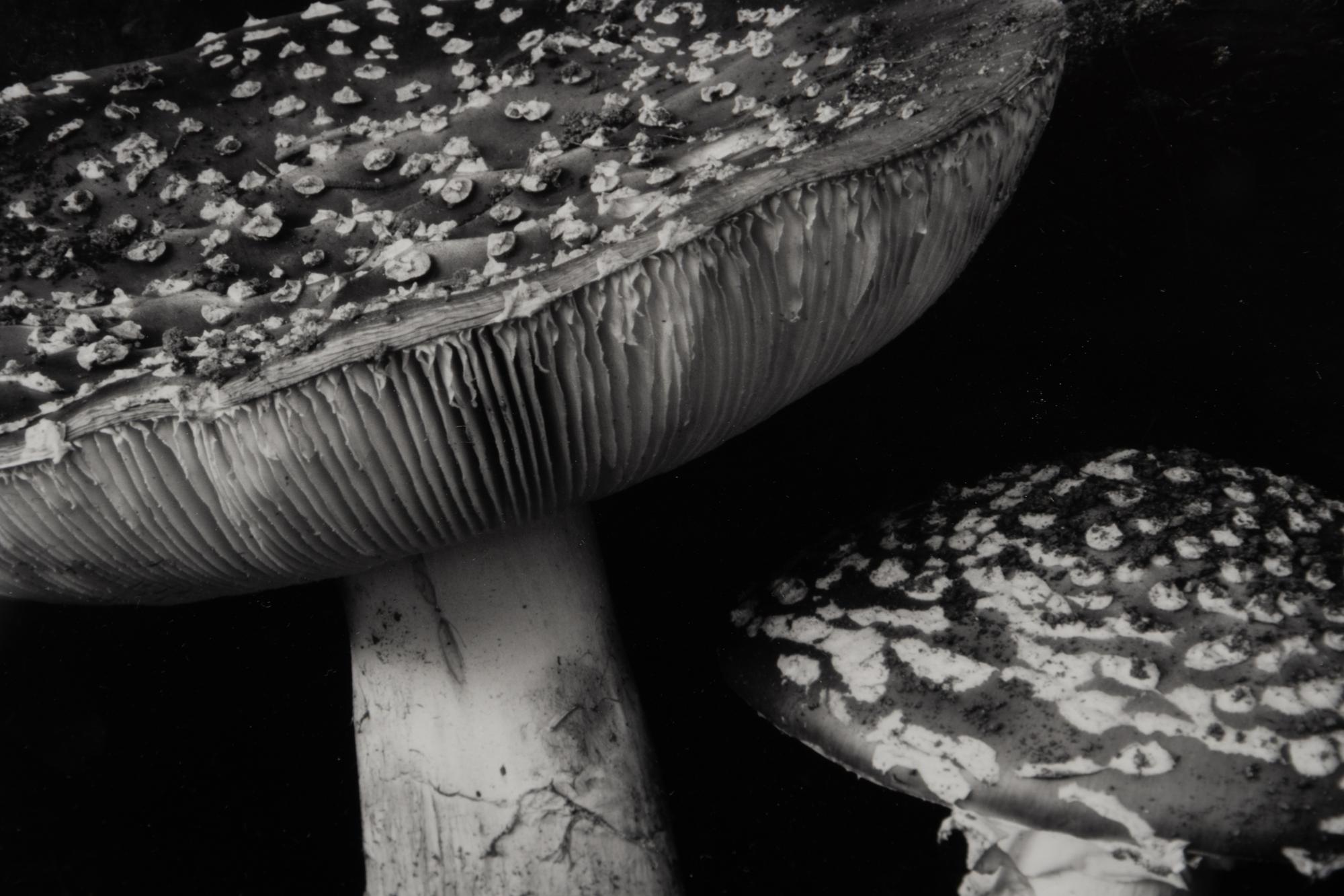 Toadstool