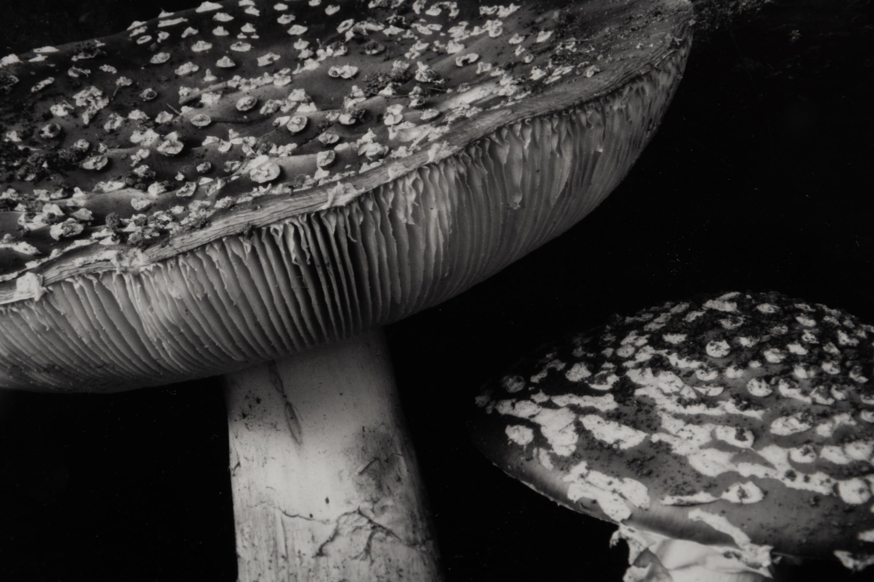 Toadstool