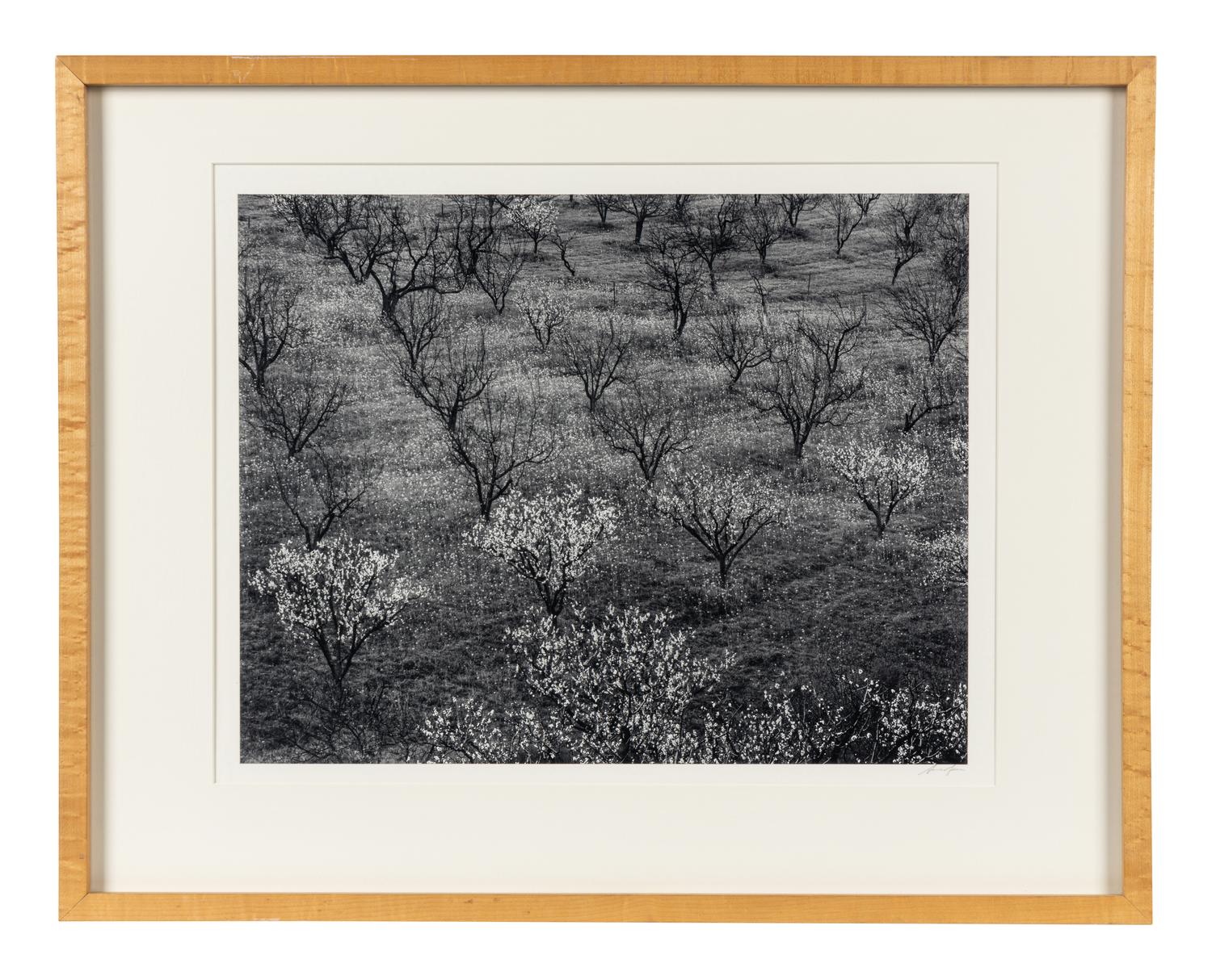 Ansel Adams (1902–1984) Orchard, Early Spring, Portola Valley, California, c. 1953