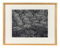 Ansel Adams (1902–1984) Orchard, Early Spring, Portola Valley, California, c. 1953